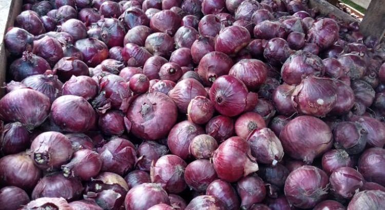 Red Onions for sale (Red Coach)