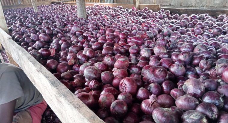 Red Onions for sale (Red Coach)