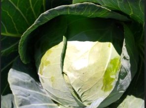 fresh green cabbages 2.5kgs
