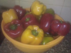 Capsicums red and yellow ready Gatundu