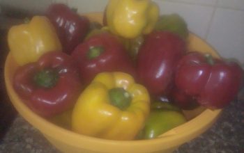 Capsicums red and yellow ready Gatundu