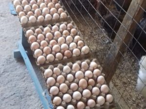 Fertilized Kienyeji Eggs