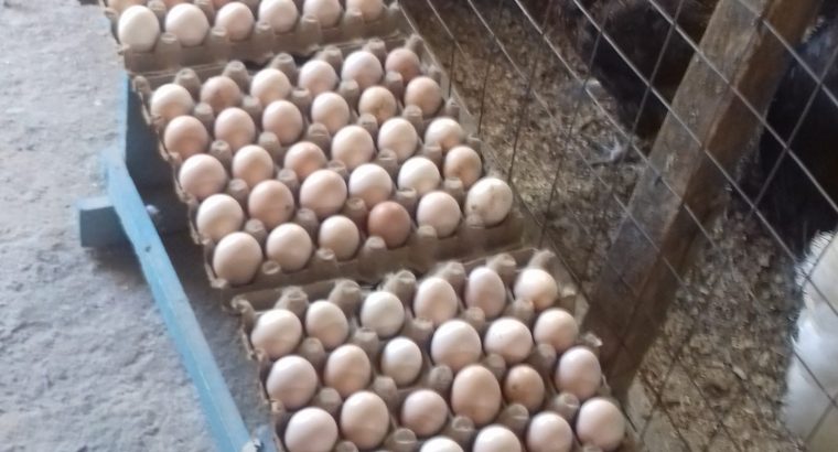 Fertilized Kienyeji Eggs