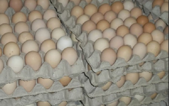 Kienyeji Chicken Eggs