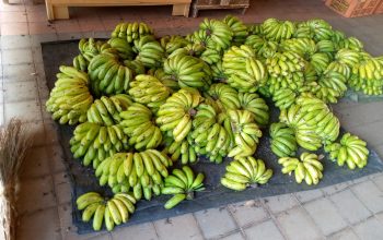 Selling ripe bananas