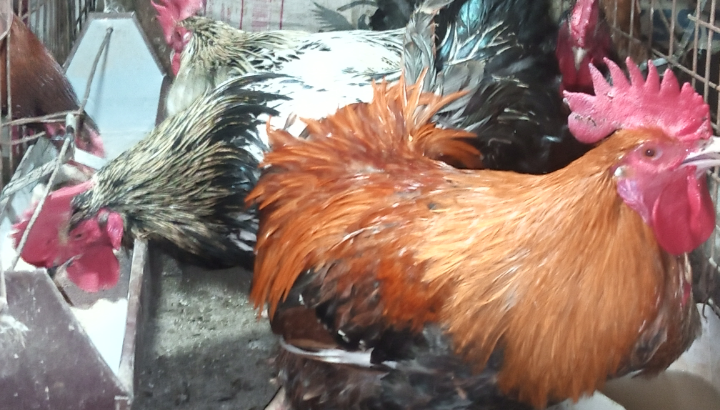Mature chickencock for sale