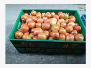 Fresh Tomatoes for sale, Eva F1