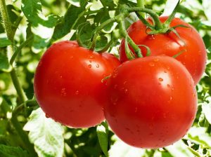 Tomatoes. Anna f1