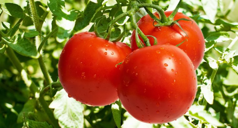 Tomatoes. Anna f1