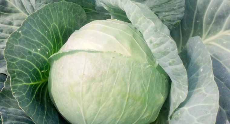 Cabbages for sale