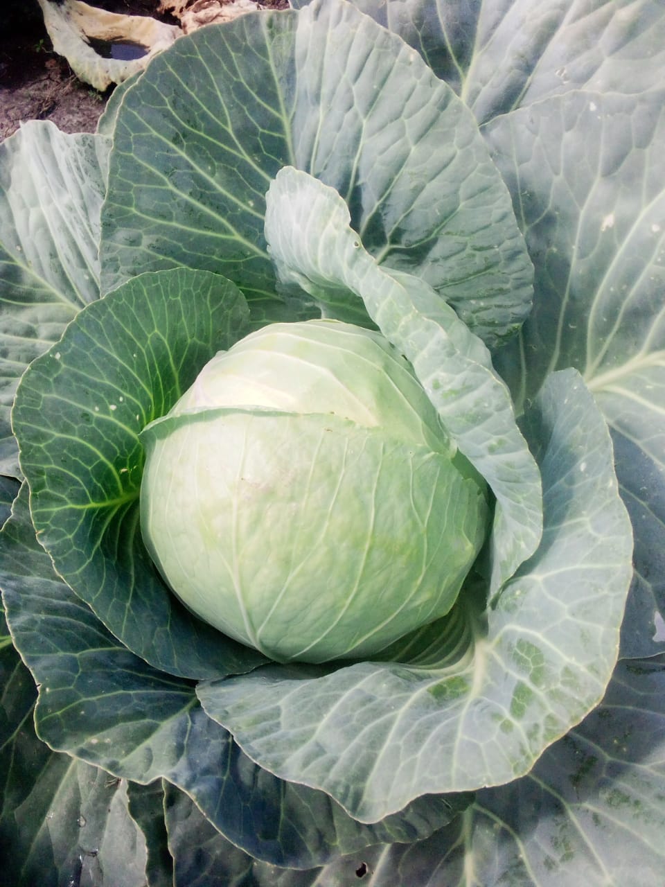 Cabbages for sale Farmers Market Kenya