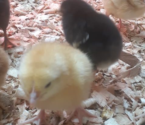 Improved Kienyeji chicks