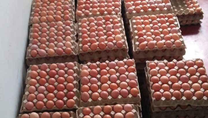 Farm Fresh eggs