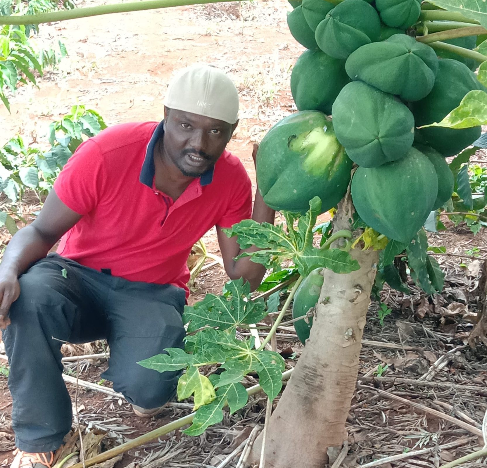 Pawpaw Farmers Market Kenya