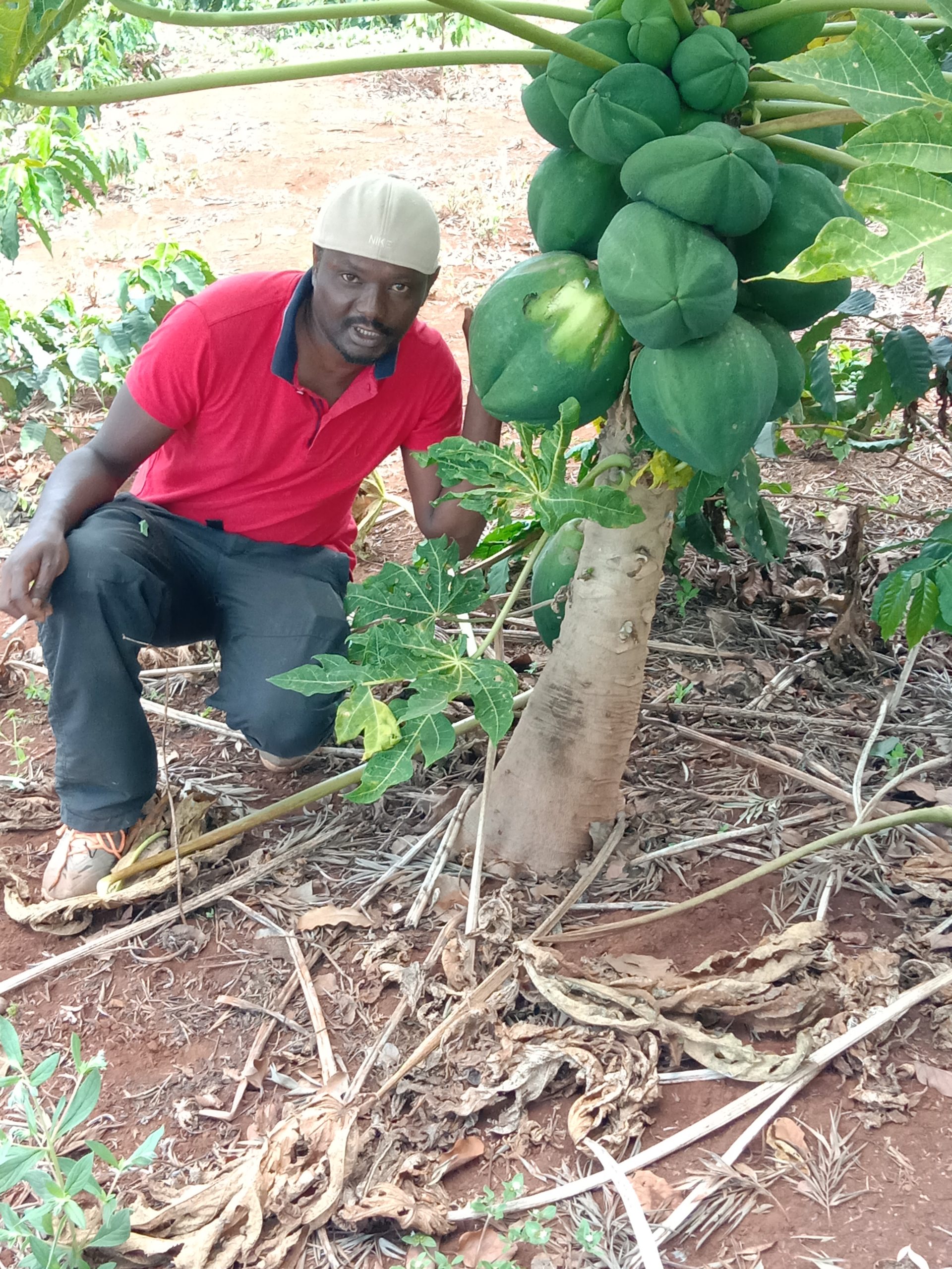 Pawpaw Farmers Market Kenya
