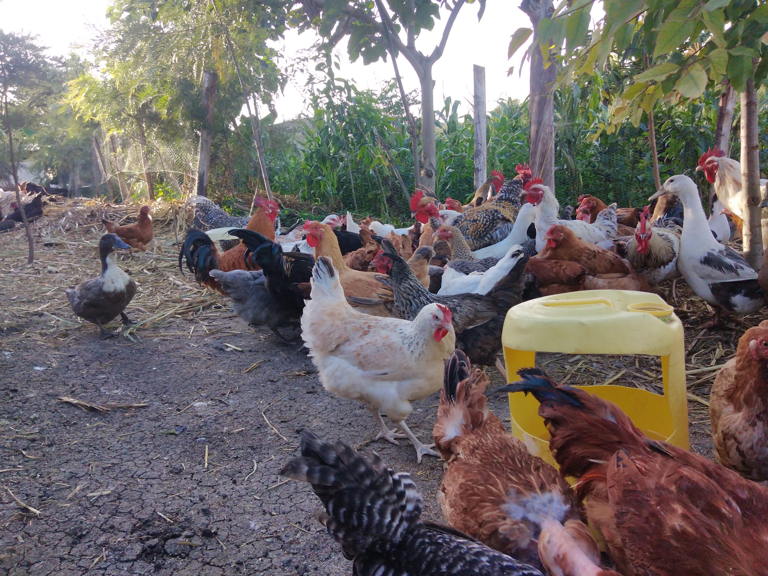 kienyeji-chicken-for-sale-farmers-market-kenya
