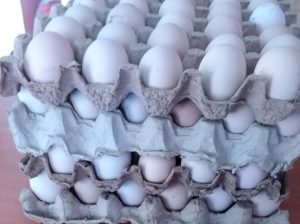 kienyeji eggs for sale