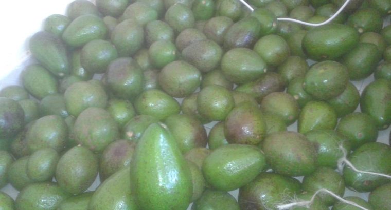 kienyeji avocados