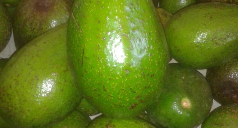 kienyeji avocados