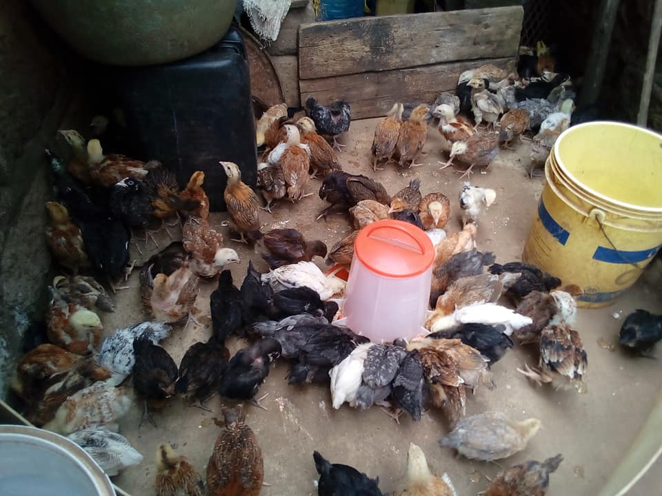 F1 Kuroiler Chicks Farmers Market Kenya