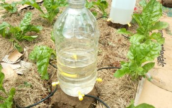 NoDig Cstomized Drip Irrigation