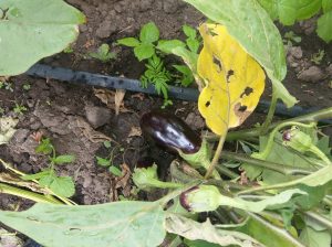 Eggplant/Brinjal