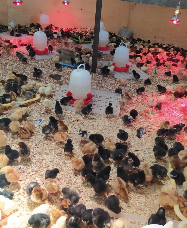 F1 Kuroiler Day Old Chicks Farmers Market Kenya