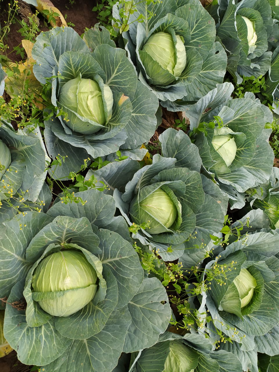 Fresh cabbage for sale Farmers Market Kenya