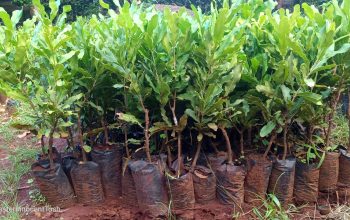 Grafted Macadamia seedlings