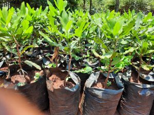 Grafted Macadamia seedlings