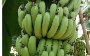 Grand Naine Bananas