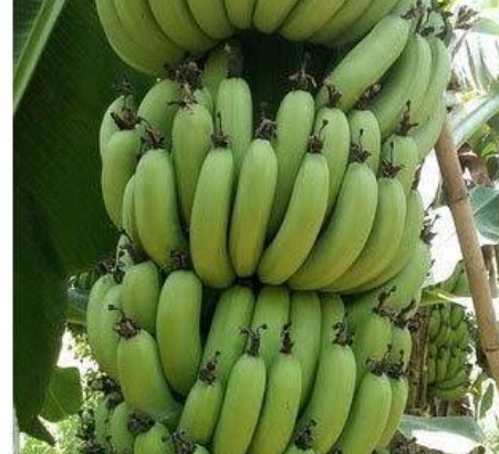 Grand Naine Bananas