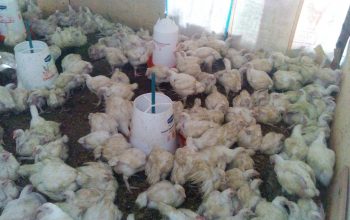 Broilers chicken for sale