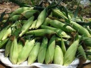 GREEN MAIZE FOR SALE