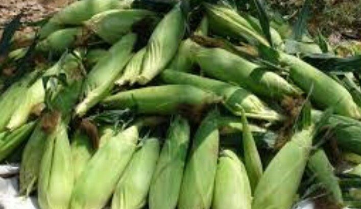 GREEN MAIZE FOR SALE