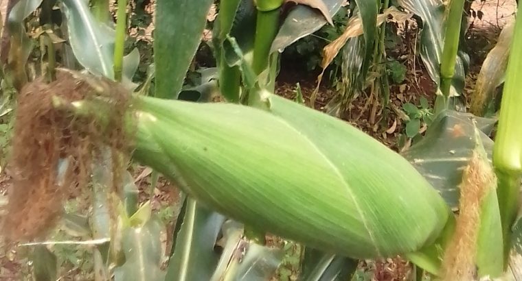 Green Maize