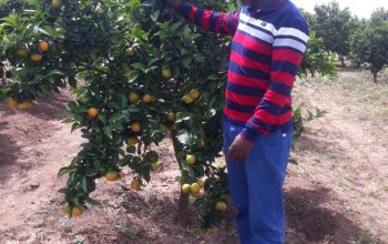 sell of pixie mandarins from Makueni Kenya