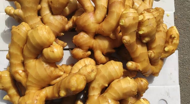 ginger roots ( raw and fresh)