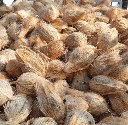 Fresh,dried coconuts for sale