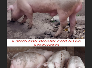 6 Months Boars for sale