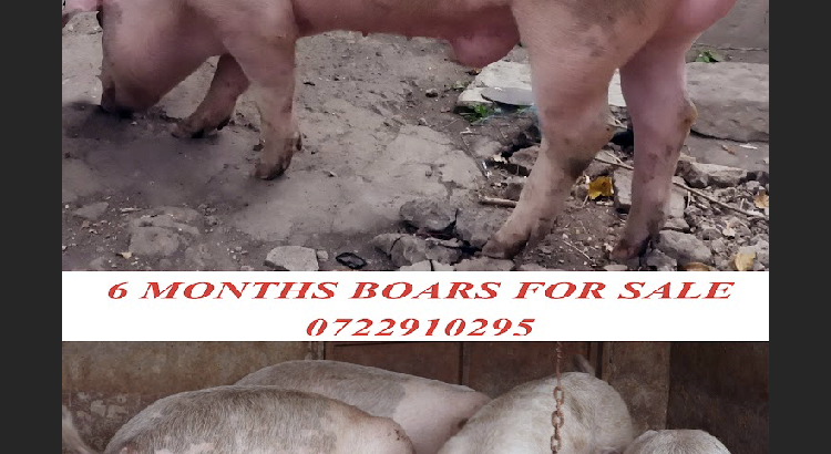 6 Months Boars for sale