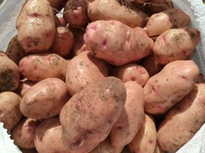Shangi Potatoes on Sale