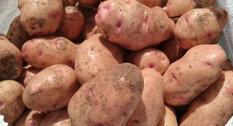 Shangi Potatoes on Sale