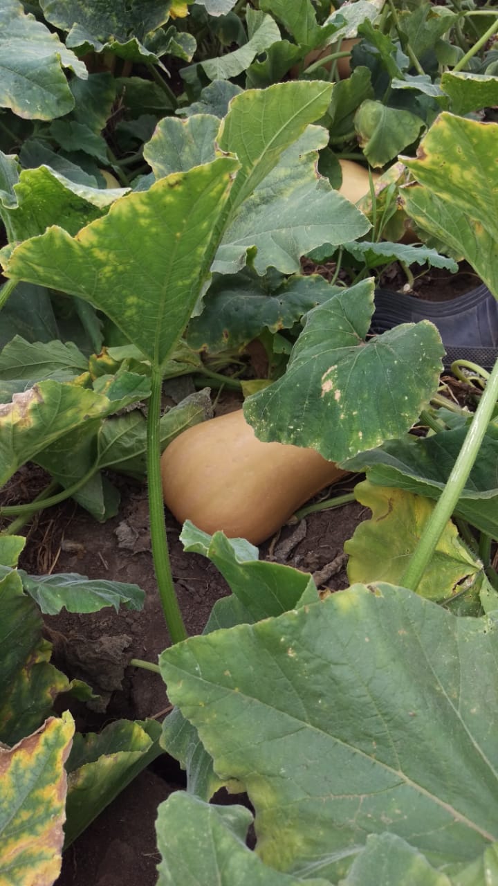 Waltham Butternut Farmers Market Kenya