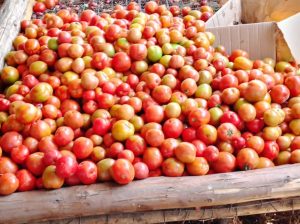 Selling Tomatoes