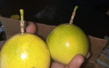 Yellow Passion Fruit (Organic)