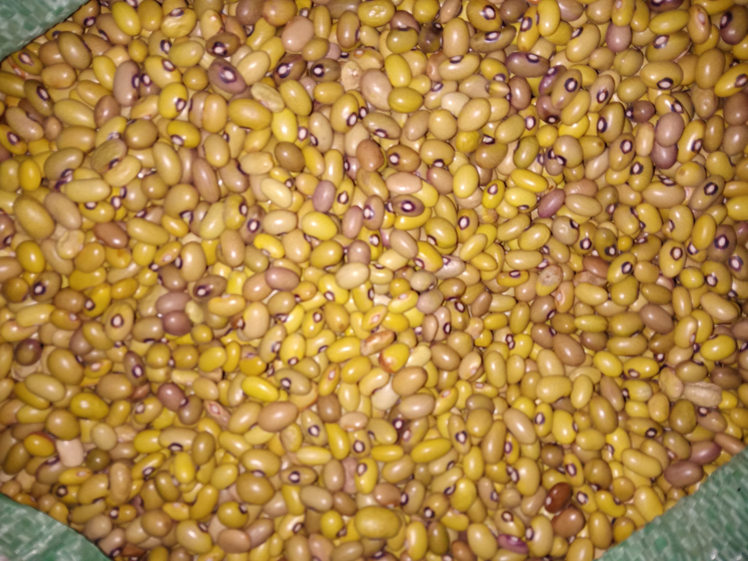 Yellow beans Farmers Market Kenya