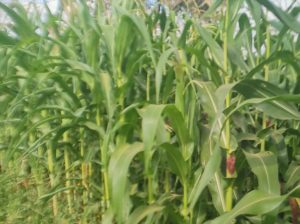 Ready green maize 🌽