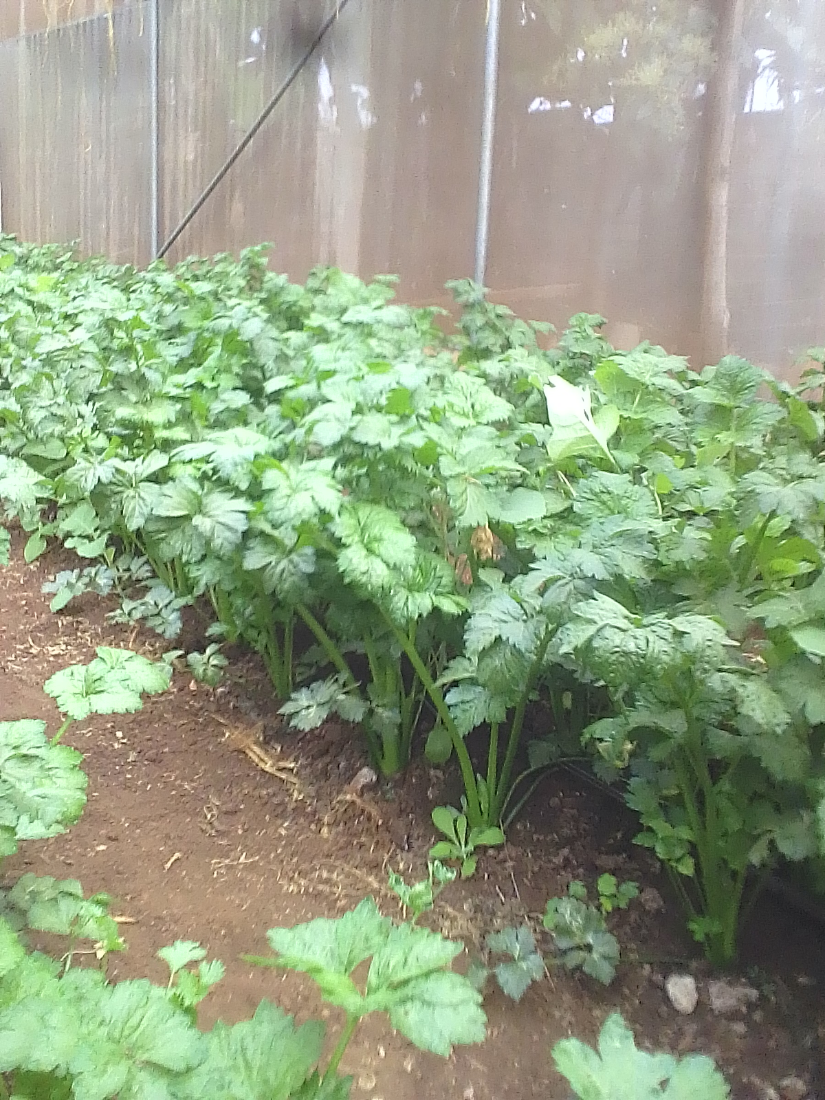 Selling marture celery Farmers Market Kenya