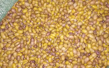 Yellow beans